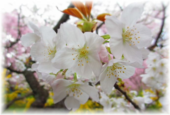夢のような桜の園・・・♪_d0175974_20305833.jpg