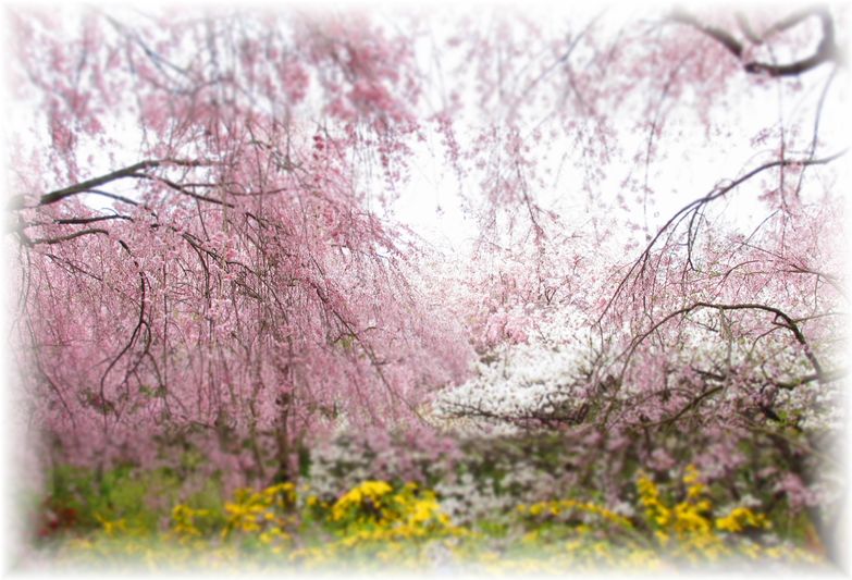夢のような桜の園・・・♪_d0175974_20311494.jpg