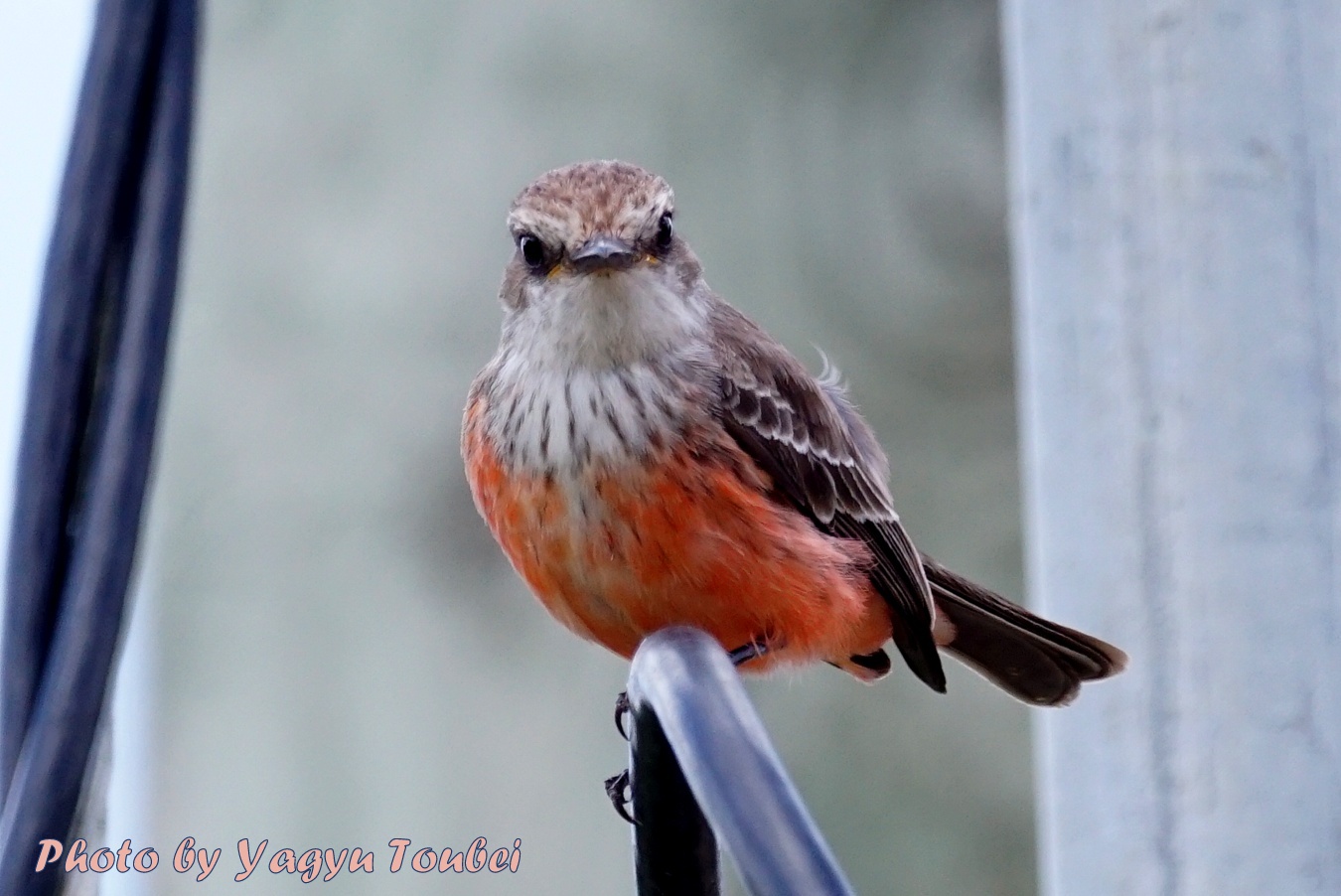 巣の近くの Vermilion Flycatcher (バーミリオン　フライキャッチャー）のメス_b0132475_11504786.jpg