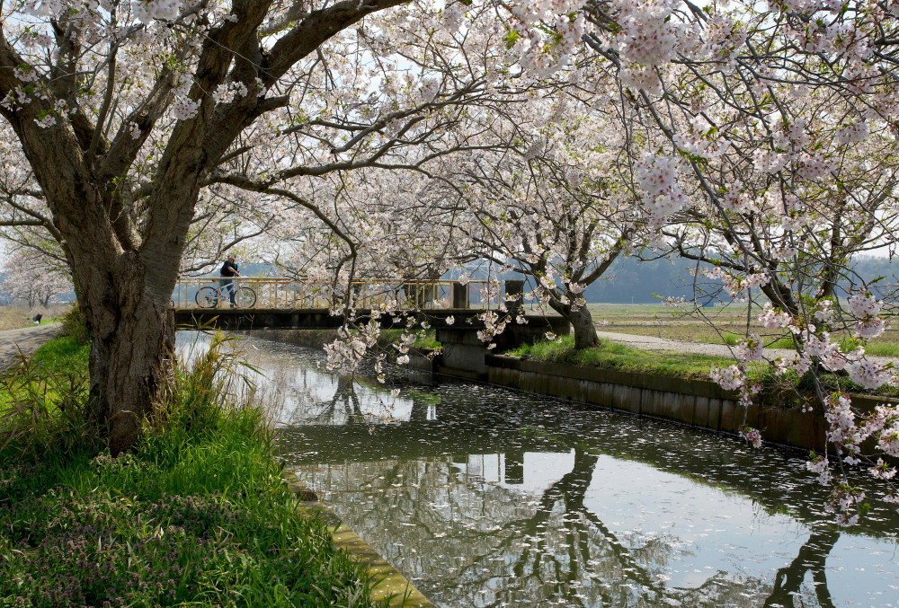 長閑なのどかな桜並木_b0044477_00234741.jpg