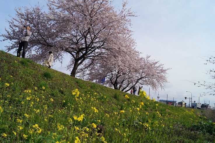 寺内、八橋の桜_d0129083_15432718.jpg