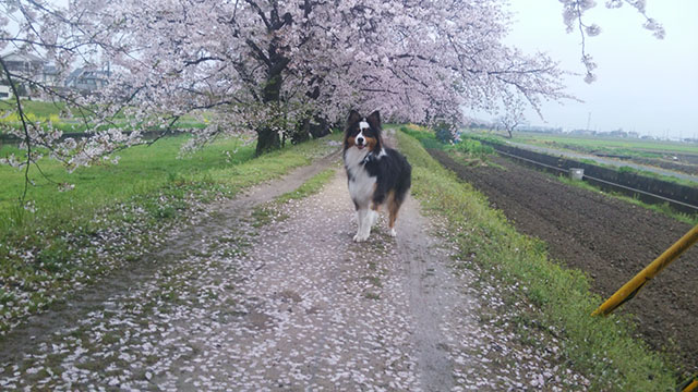 桜とクマと、雨続きの毎日。_e0173183_22402080.jpg