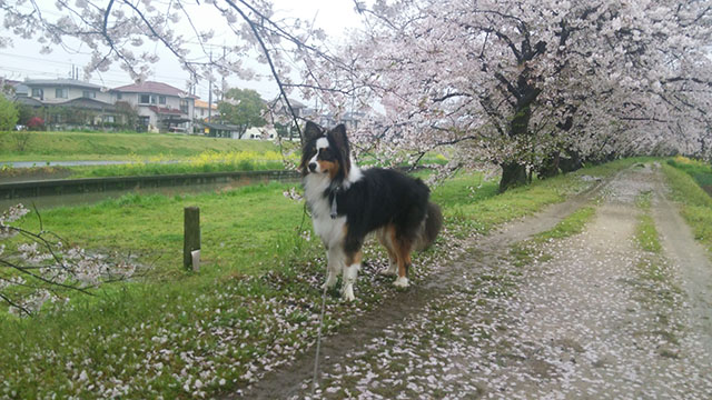 桜とクマと、雨続きの毎日。_e0173183_22402884.jpg