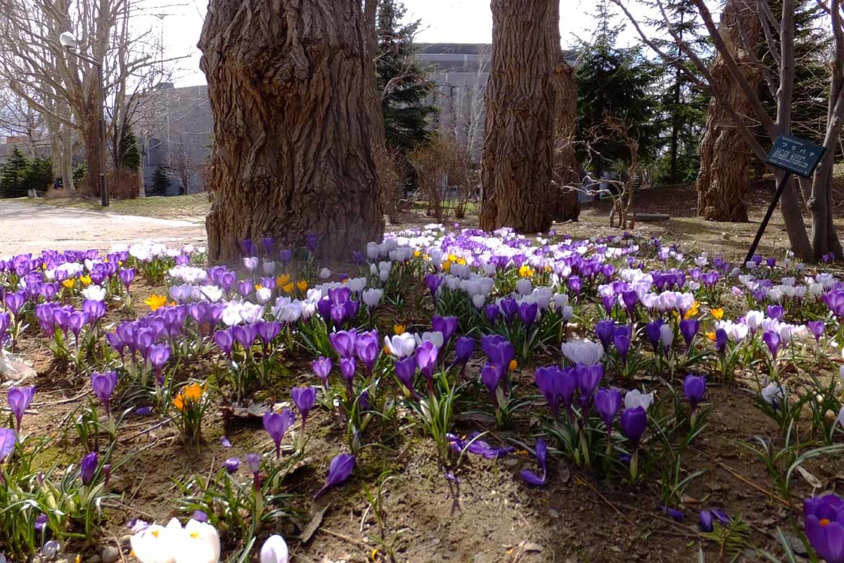 中島公園春一番の花_f0182885_15331655.jpg