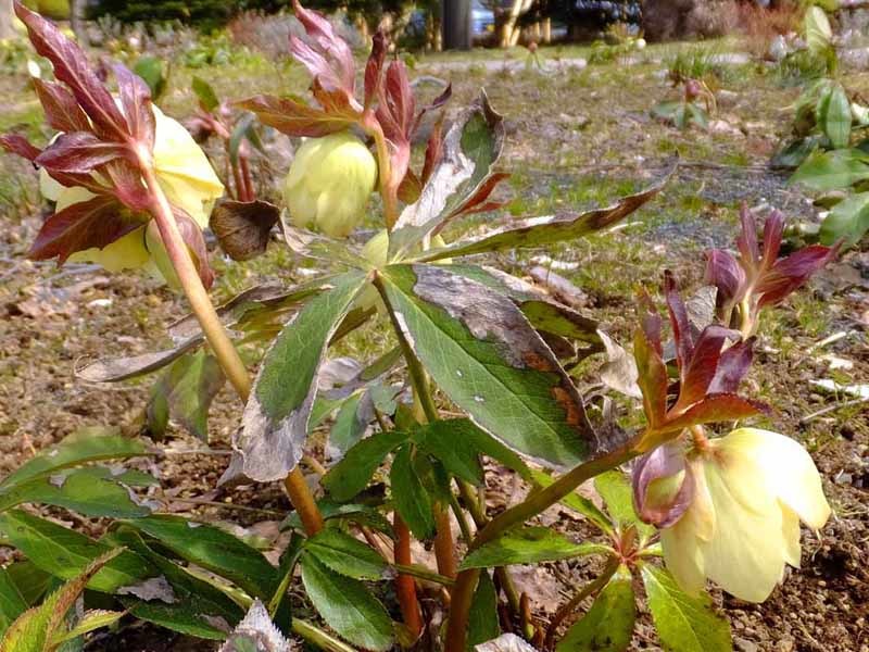 中島公園春一番の花_f0182885_15334689.jpg