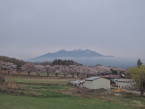 ご近所 春模様^^_a0211886_15361465.jpg