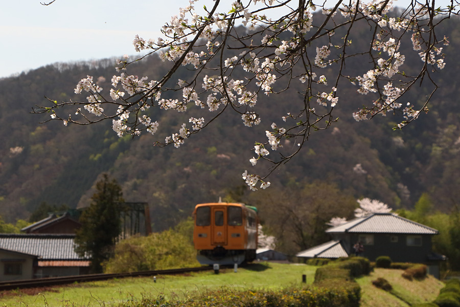 15.04.04：駆け足で桜巡り③締め括りは谷汲で桜＆撮り鉄２ _c0007190_1914523.jpg