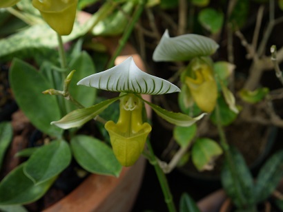 不思議植物 奇跡の星の植物館 藍 の着物であるこう 不思議植物 奇跡の星の植物館 藍 の着物であるこう