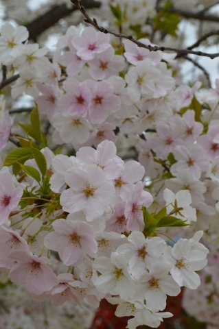 桜の散る頃に…♪_c0357191_21493861.jpg