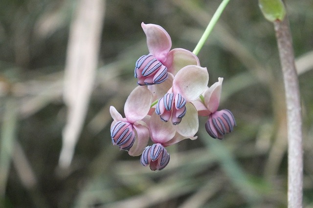 e0070891_20311332.jpg