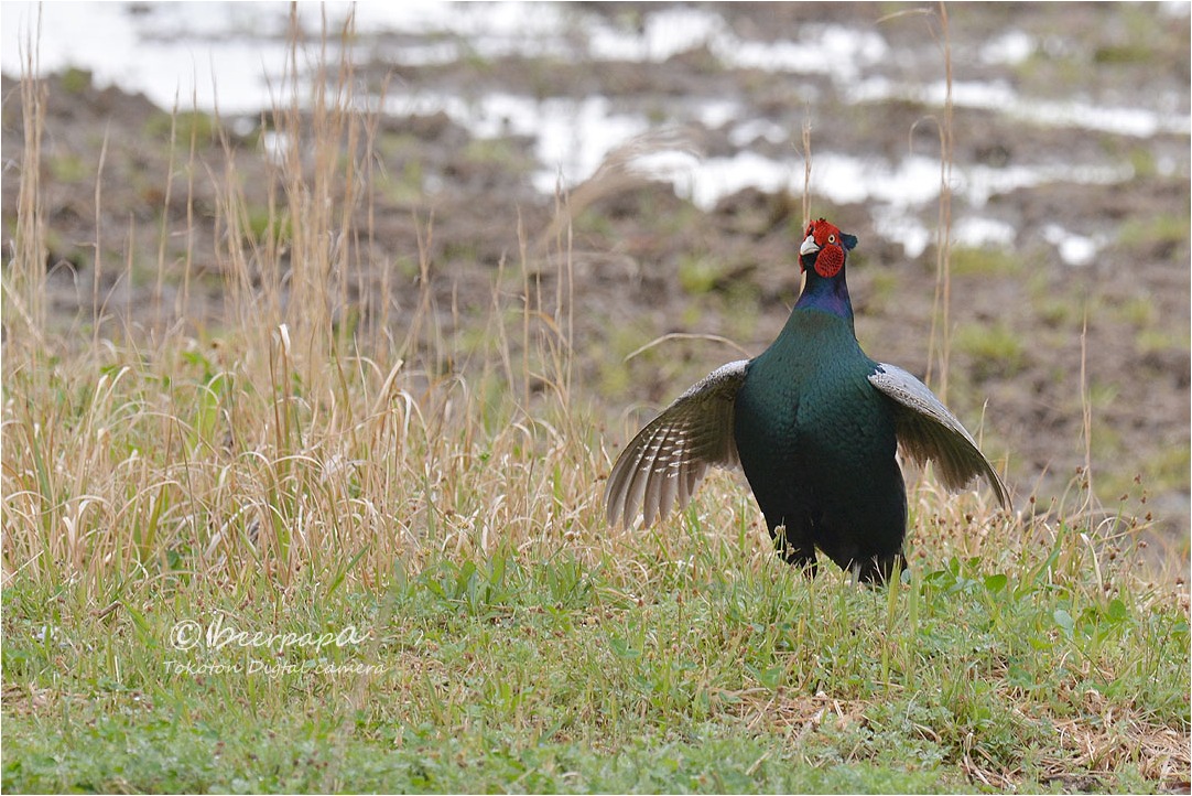 キジに出会った 広島県 とことんデジカメ