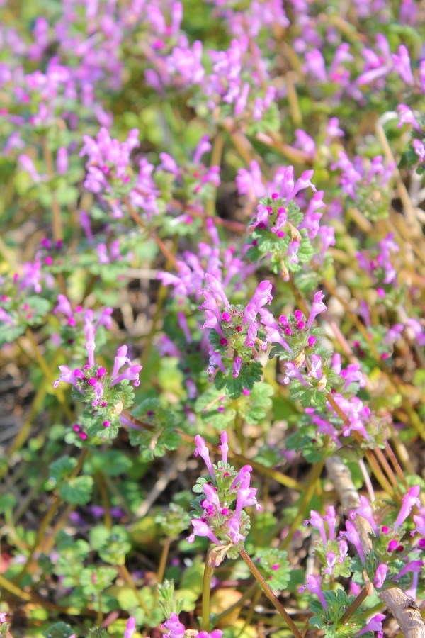 c0204298_1761369.jpg