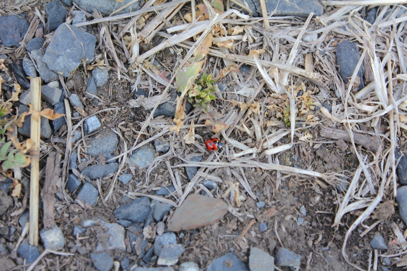 c0204298_178081.jpg