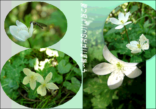 寄り添う二つの花は二輪草 トリカブトの葉と酷似 15 4 16 徳ちゃん便り 寄り添う二つの花は二輪草 トリカブトの葉と酷似 15 4 16 徳ちゃん便り
