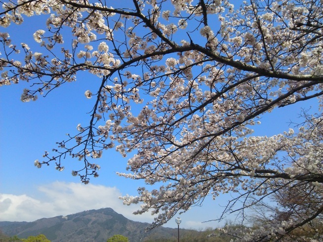 桜とモンブラン。_e0033713_17570250.jpg