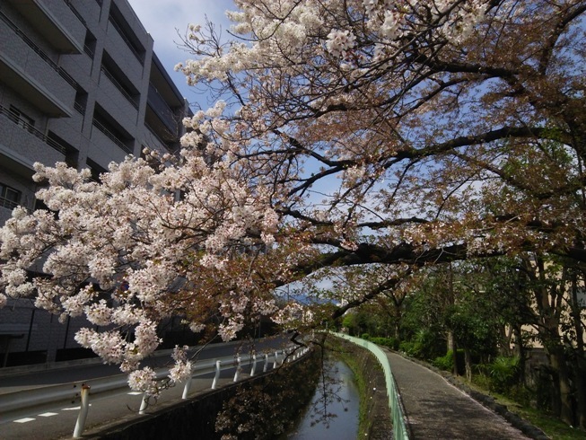 桜とモンブラン。_e0033713_18474346.jpg