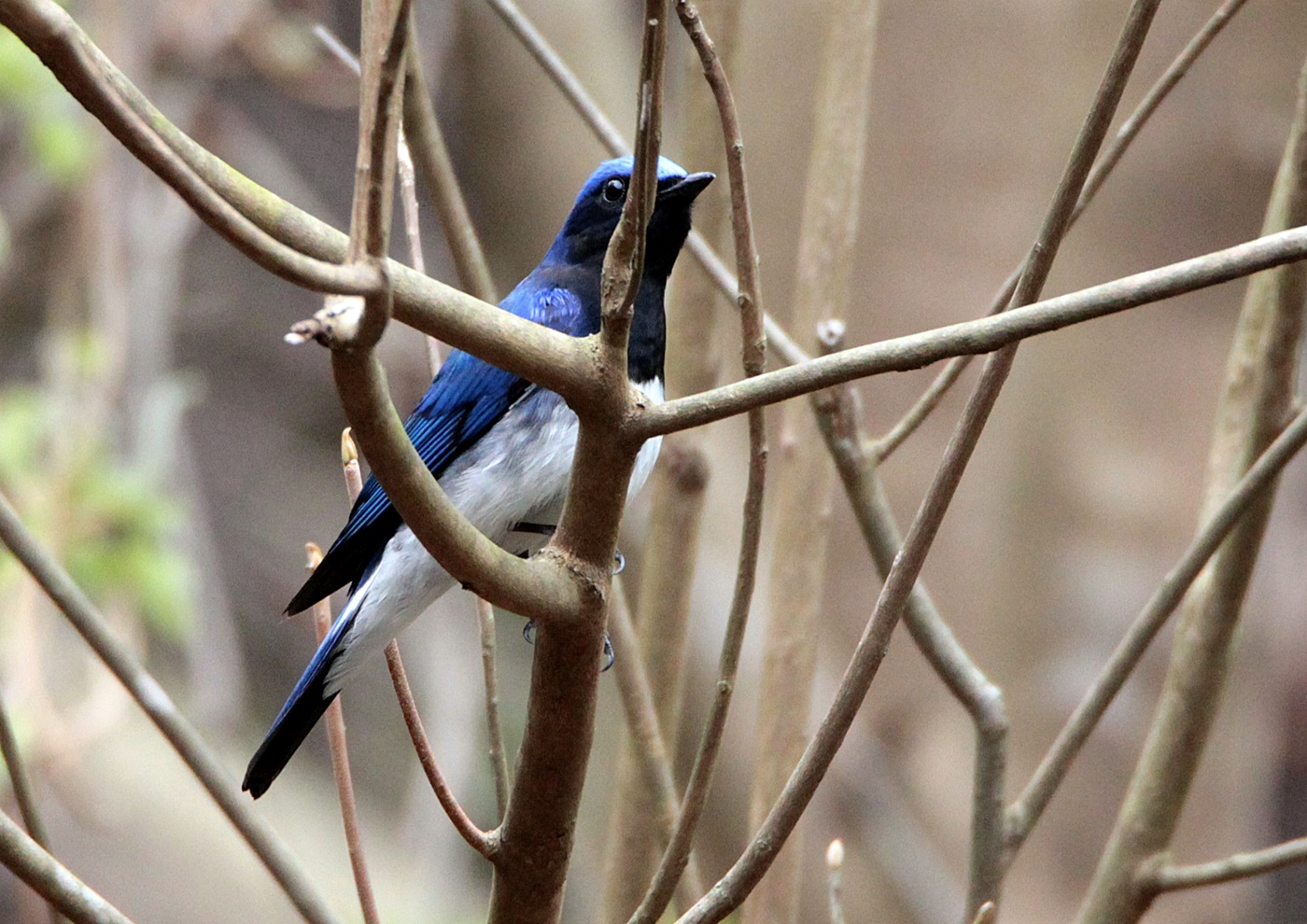 オオルリの飛来（水分峡森林公園）_f0310221_15103627.jpg