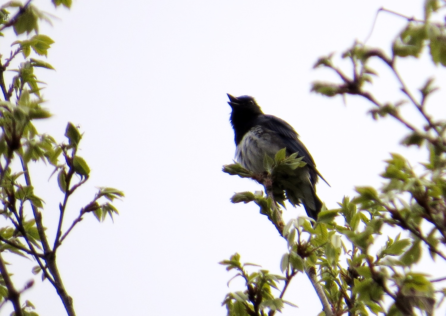 オオルリの飛来（水分峡森林公園）_f0310221_15105472.jpg