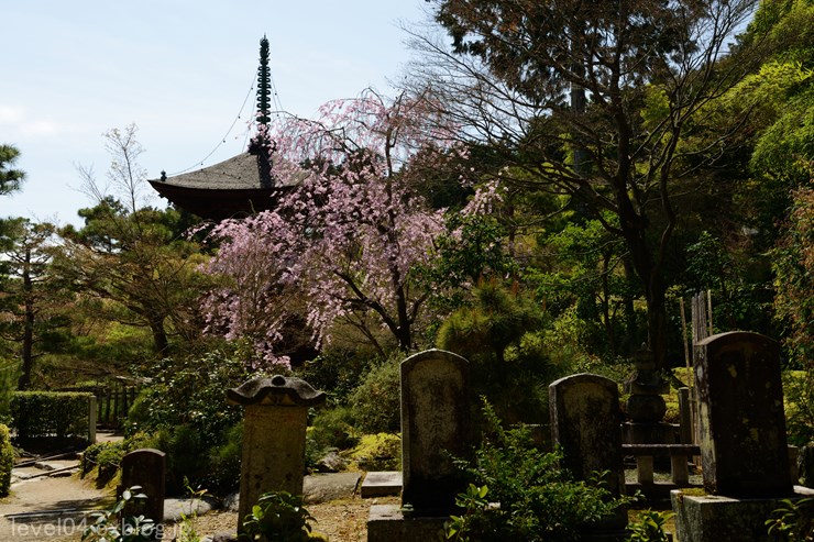 京都 常寂光寺 ～桜～_d0319222_944549.jpg