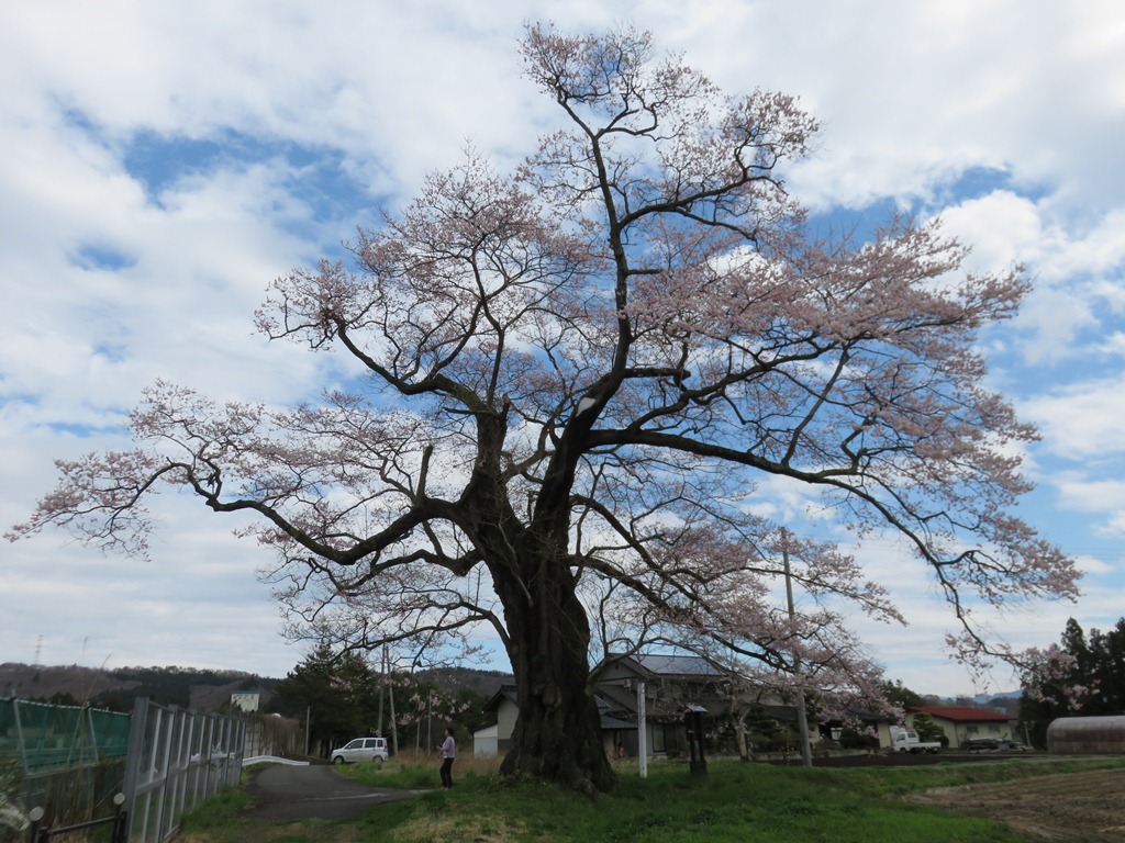 北館桜、満開まであと一歩！！_b0229924_11165232.jpg