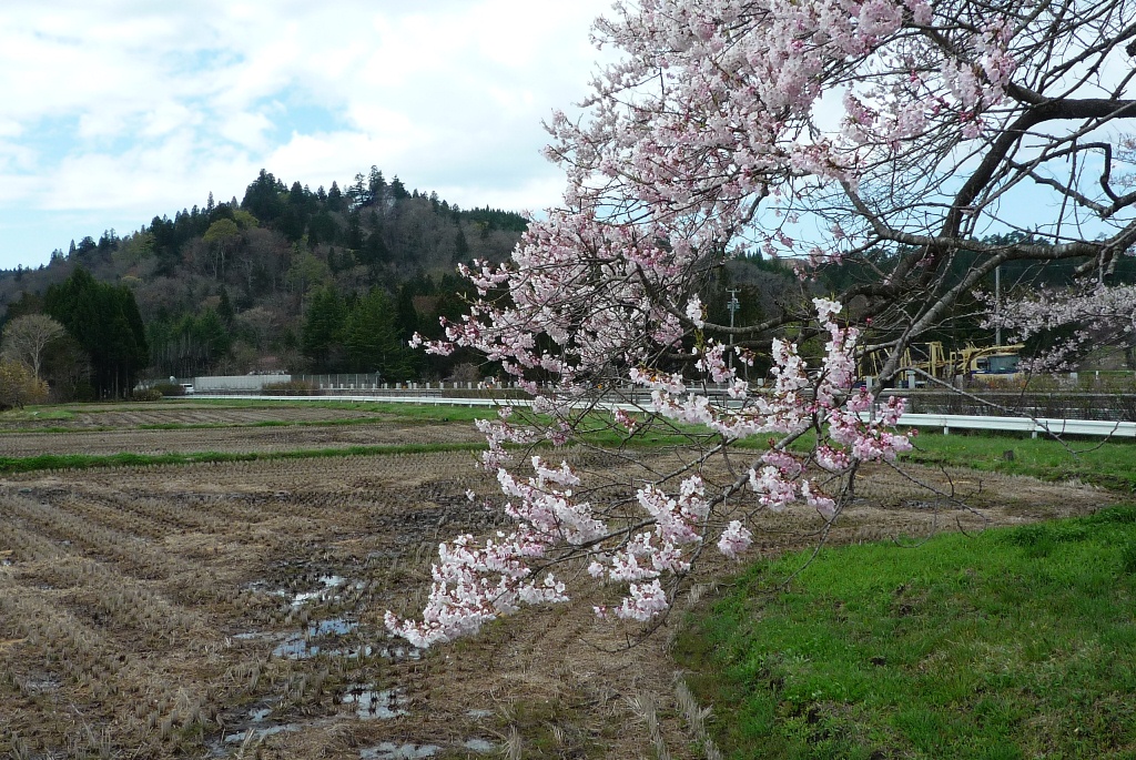 北館桜、満開まであと一歩！！_b0229924_11173183.jpg