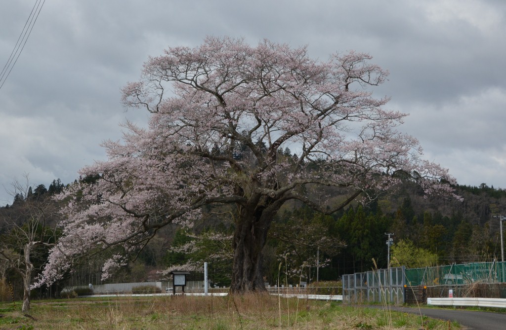 北館桜、満開まであと一歩！！_b0229924_11182221.jpg