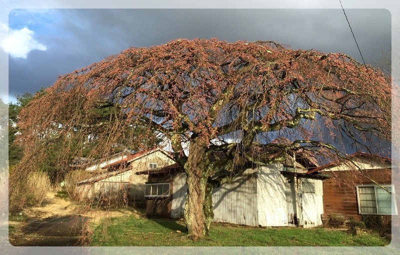 あられと枝垂れ桜_e0136424_09551313.jpg