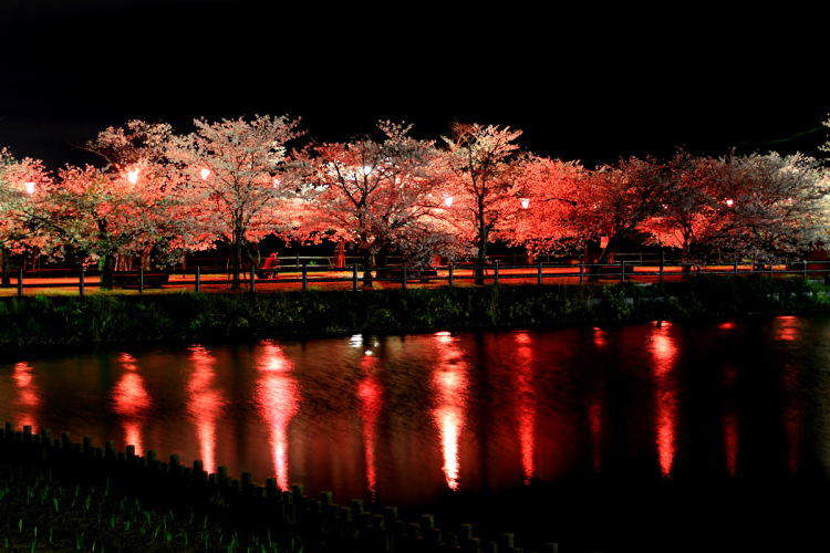 湖上の桜並木_e0190224_18292082.jpg