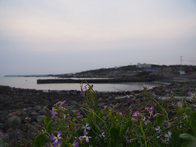 浜だいこんの咲く浜。_f0302024_00552847.jpg