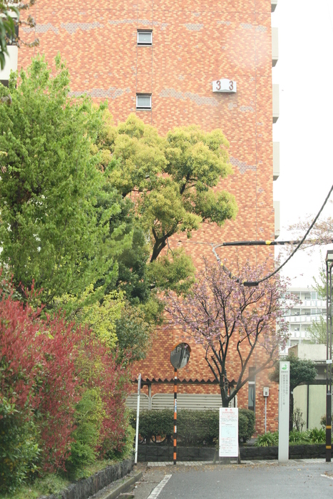 足立区/青井ばら園のまち_a0214329_7361126.jpg