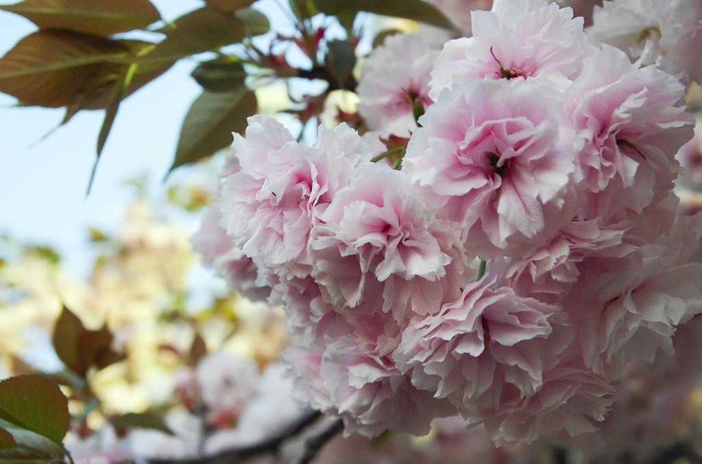 造幣局　桜の通りぬけ　2015_c0106831_22575384.jpg