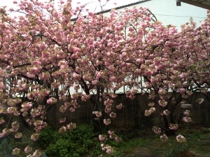 桜桜~~_a0059035_23575831.jpg