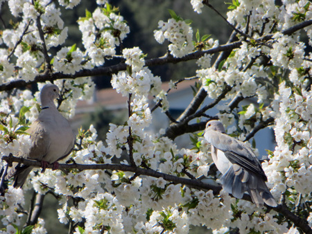 鳥もお花見、イタリアの白い桜とシラコバト_f0234936_7404378.jpg