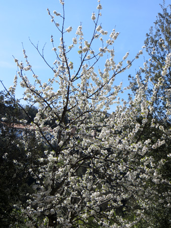 鳥もお花見、イタリアの白い桜とシラコバト_f0234936_740439.jpg
