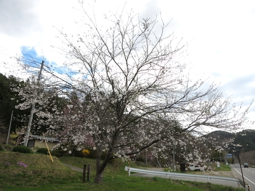 岩泉町の桜、満開?です。_b0206037_18325036.jpg