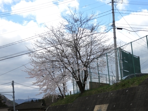 岩泉町の桜、満開?です。_b0206037_18325050.jpg