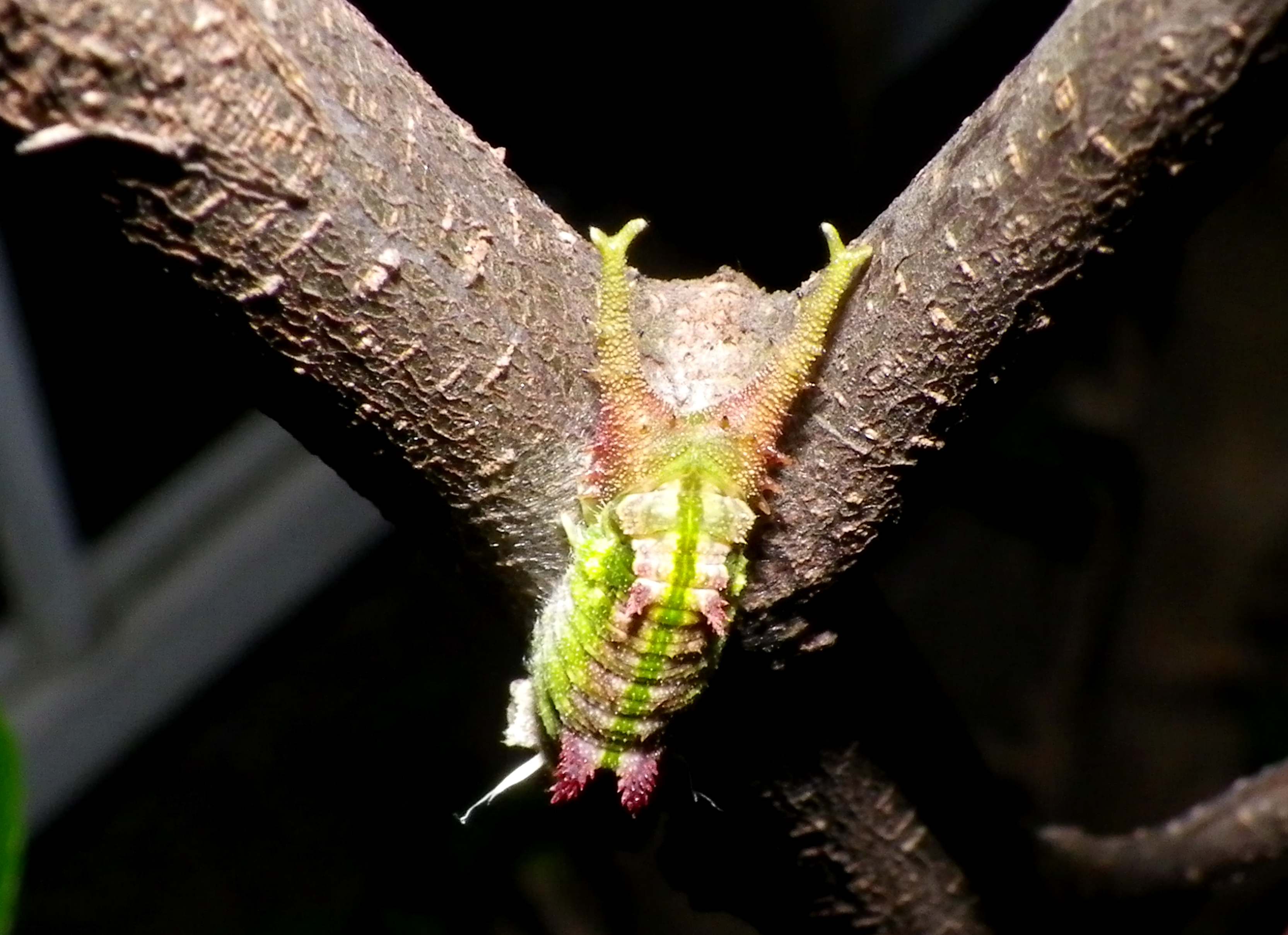 ゴマダラチョウの幼虫 変身!_d0254540_18481230.jpg