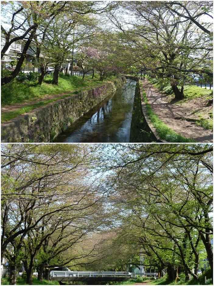 引地川はサクラ色から新緑に☆_c0152341_13134877.jpg
