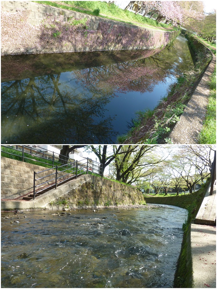 引地川はサクラ色から新緑に☆_c0152341_1314084.jpg