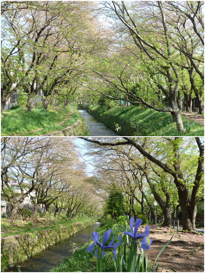 引地川はサクラ色から新緑に☆_c0152341_13141265.jpg