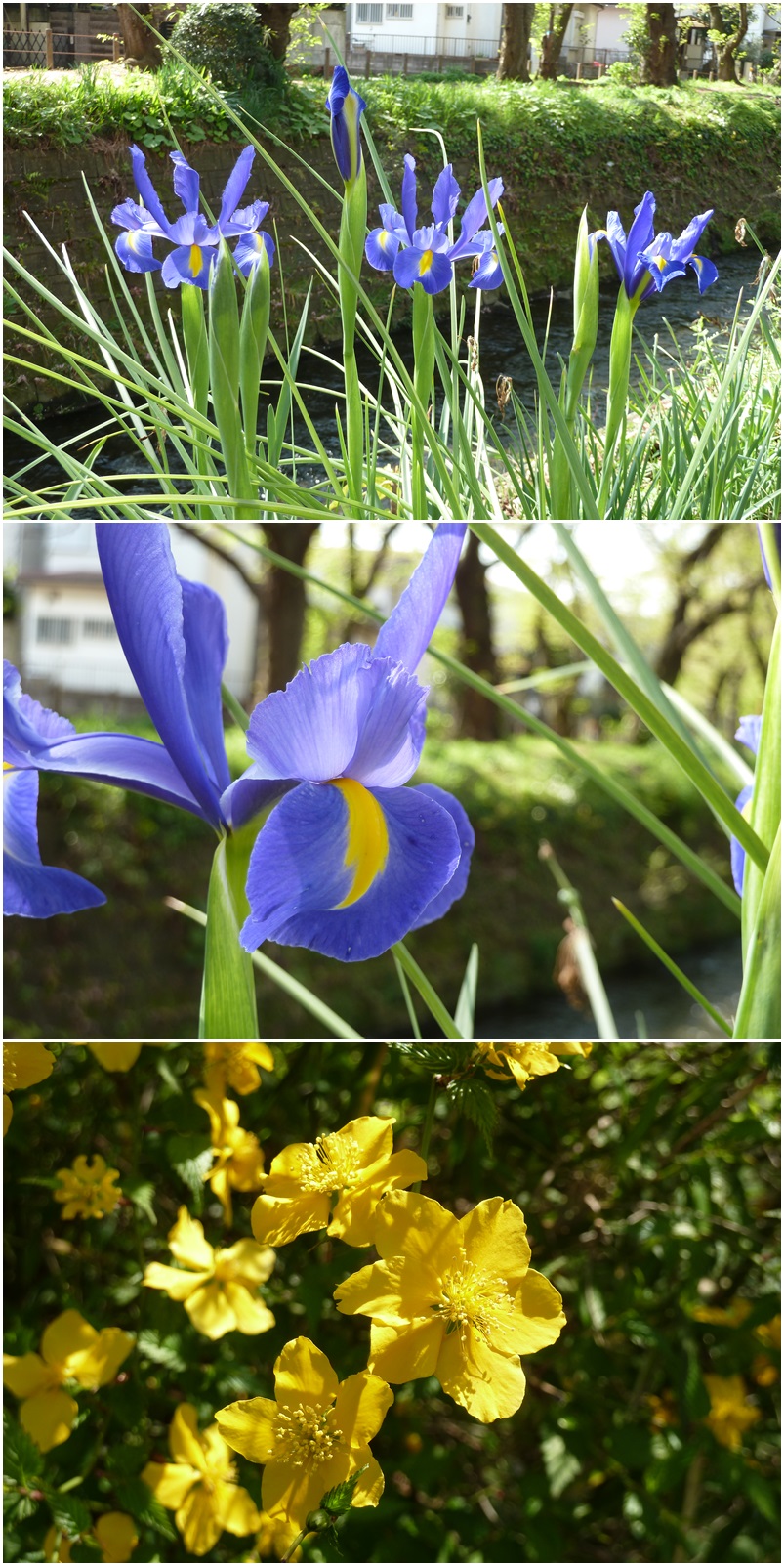 引地川はサクラ色から新緑に☆_c0152341_1321169.jpg