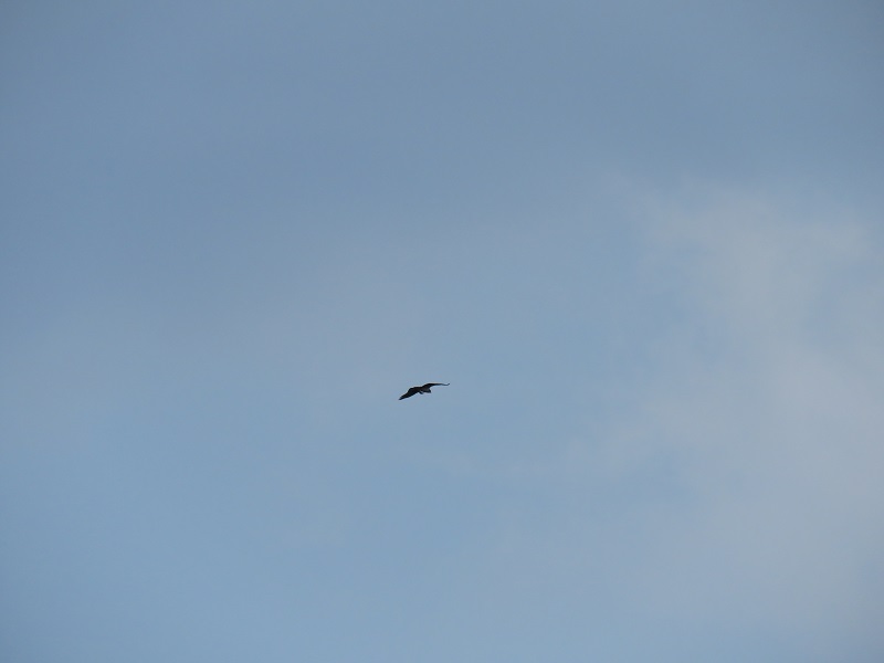 b0288942_1133328.jpg