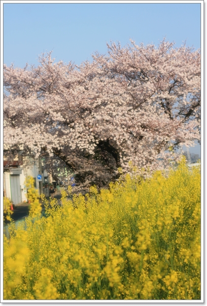 桜満開♪でもやっぱり花より肉団子なの？！_c0311342_20485477.jpg