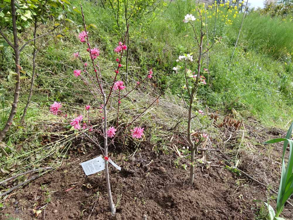 タラの木を挿し木で増やそう 日本ミツバチと田舎暮らし タラの木を挿し木で増やそう 日本ミツバチと田舎暮らし