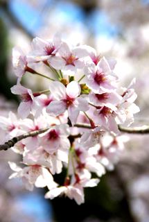 京都の春_a0122243_17482564.jpg