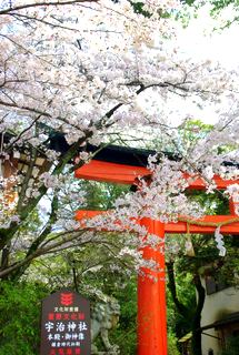 京都の春_a0122243_17495668.jpg