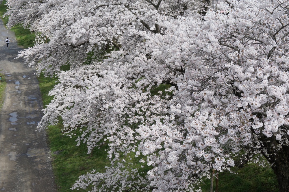 一目千本桜は、一目では見きれない_d0001843_23492494.jpg