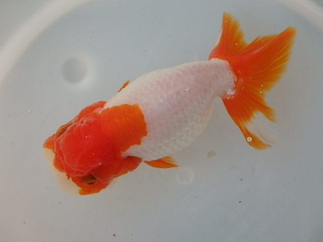 f0334143_8512783.jpg