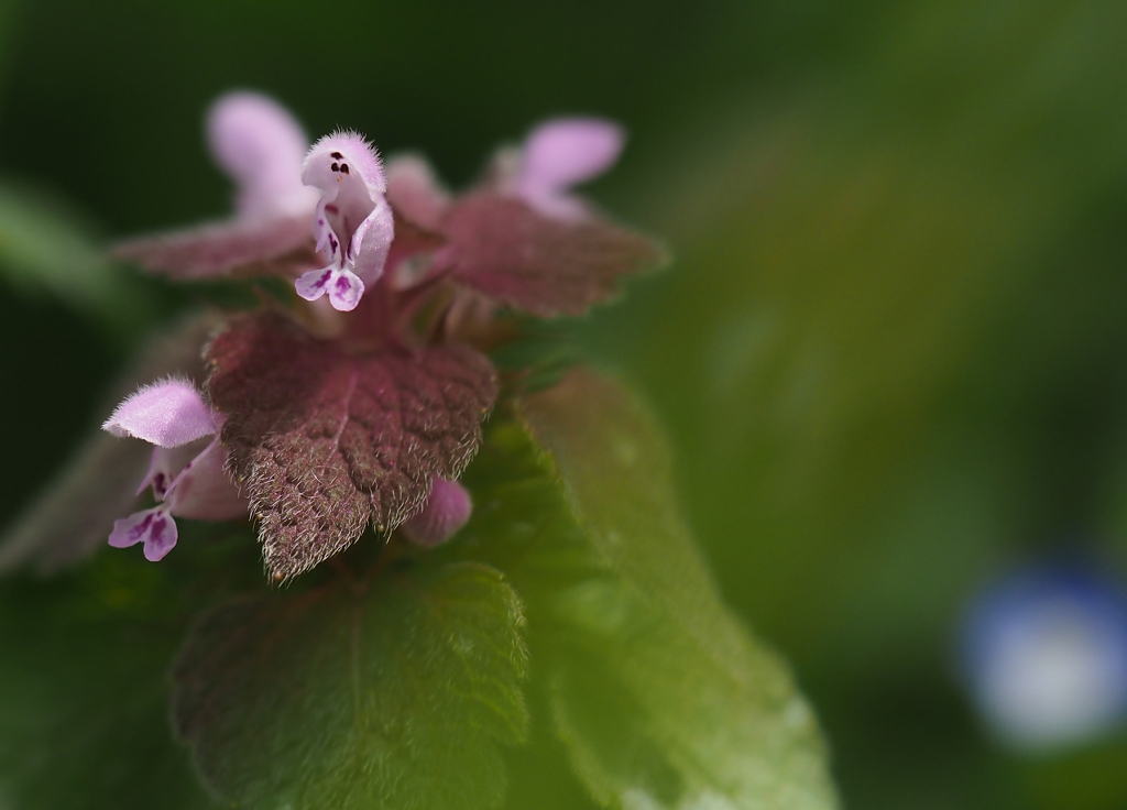 野の花　ヒメオドリコソウと星の瞳　☆_d0146247_21562763.jpg