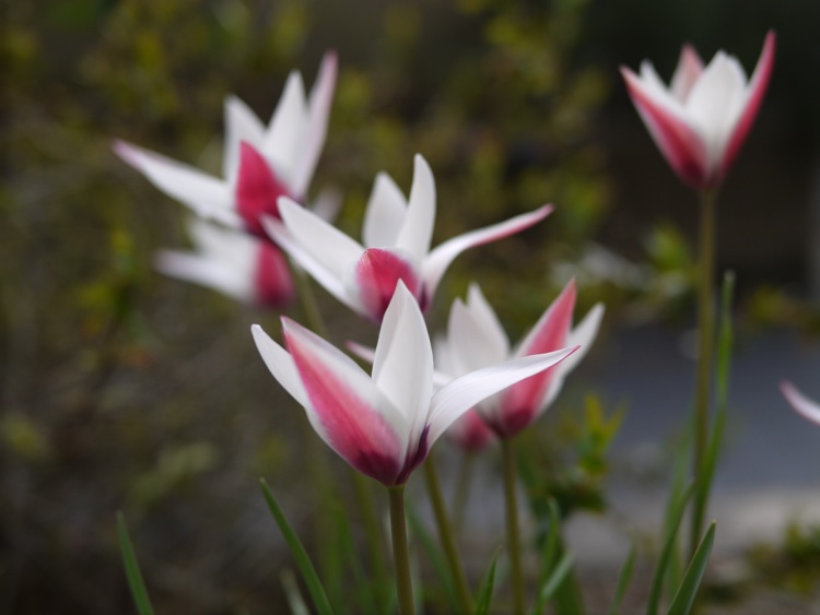 ペパーミントスティック 開花 Azukki的